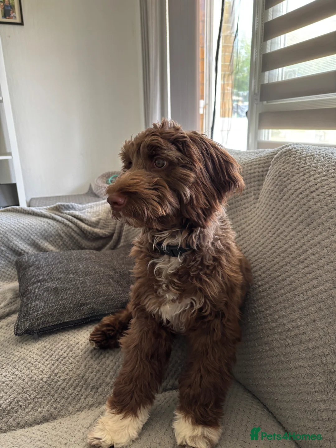 Cockapoo dogs for sale: Little Bo cockapoo  - Advert 1