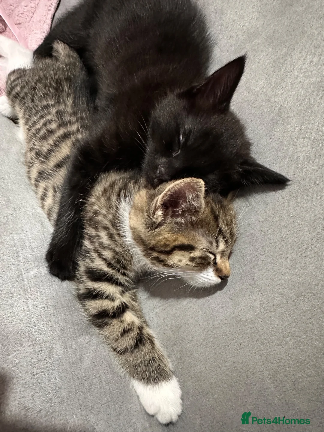Mixed Breed cats for sale: Kittens ready for loving home 🩷 - Advert 2