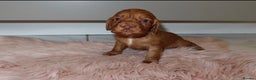 Cocker Spaniel dogs for sale: Gorgeous KC cocker spaniel puppies  - Advert 23