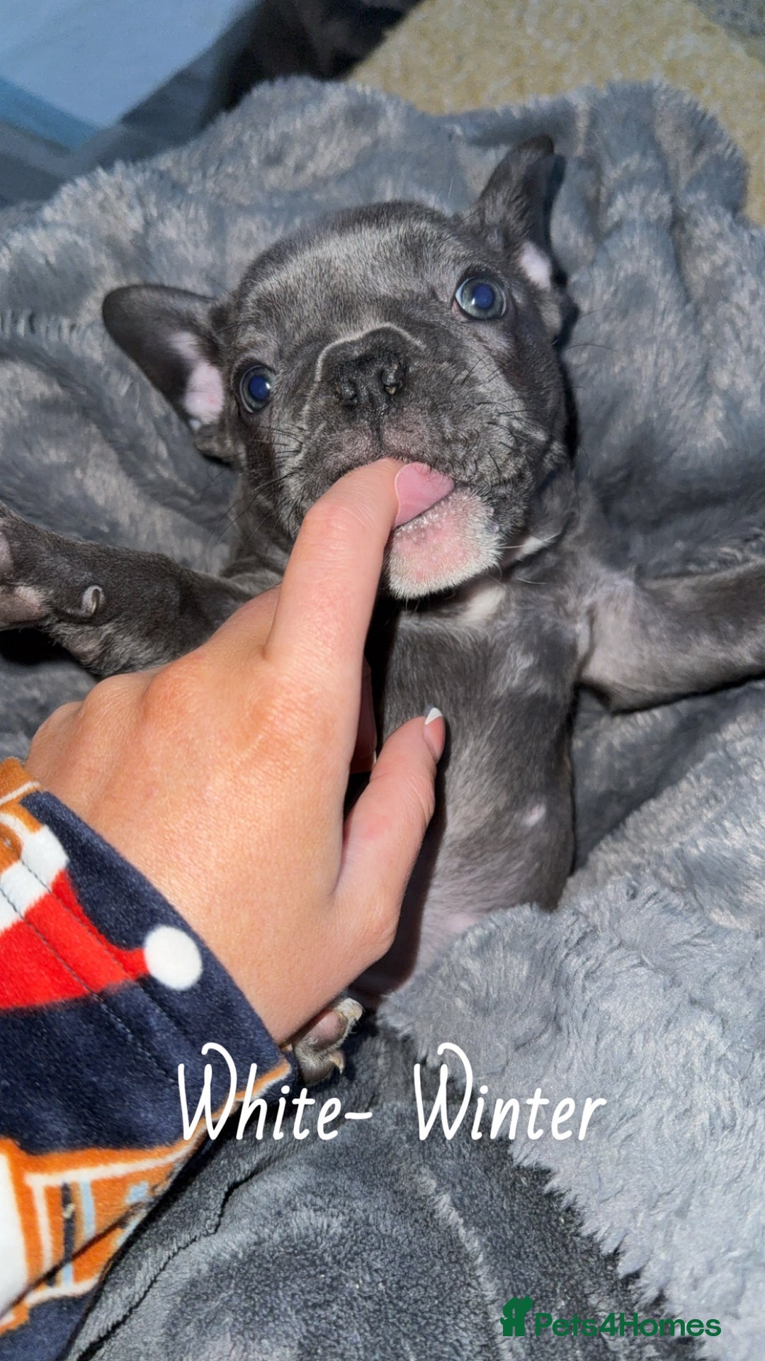 French Bulldog dogs for sale: 5 female French Bulldog –9 weeks old💙 🐾 - Advert 17