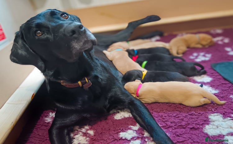 Labrador Retriever dogs - Advert 1