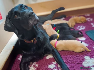 Labrador Retriever dogs - Advert 5