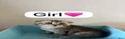 Scottish Fold cats for sale: Scottish Fold boys and girls ready to rehome  - Advert 10