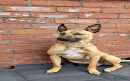 Belgian Shepherd Dog dogs for sale: 9 Belgian malinois  - Image 3