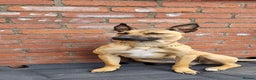 Belgian Shepherd Dog dogs for sale: 9 Belgian malinois  - Advert 3