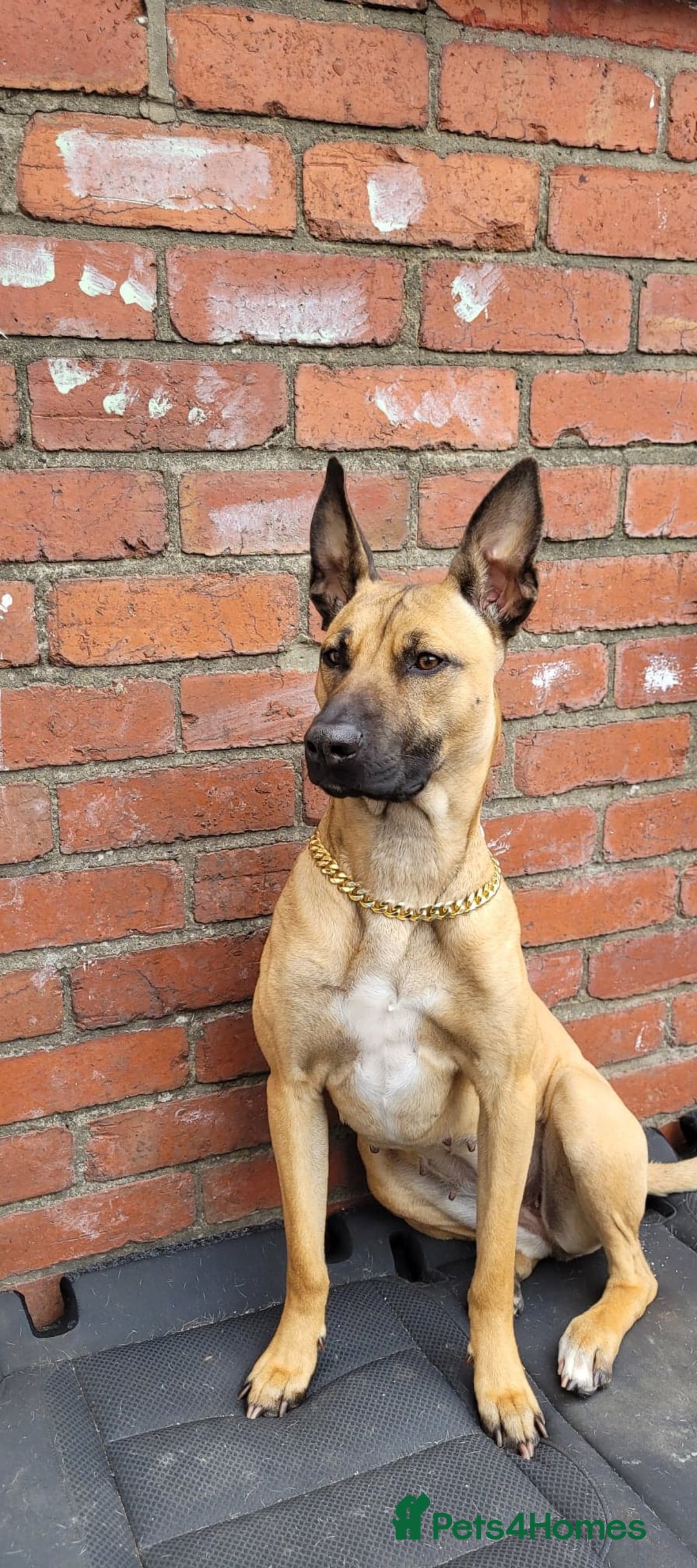 Belgian Shepherd Dog dogs for sale: 9 Belgian malinois  - Image 3