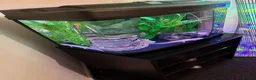 Axolotl reptiles for sale: 🦎 Two Adult Axolotls + Complete Aquarium Setup - Advert 3