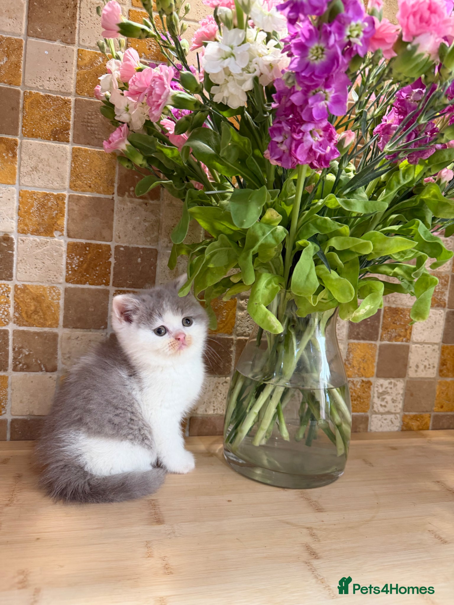 British Shorthair cats Full Pedigree/Registered BSH from £995 - Advert 1