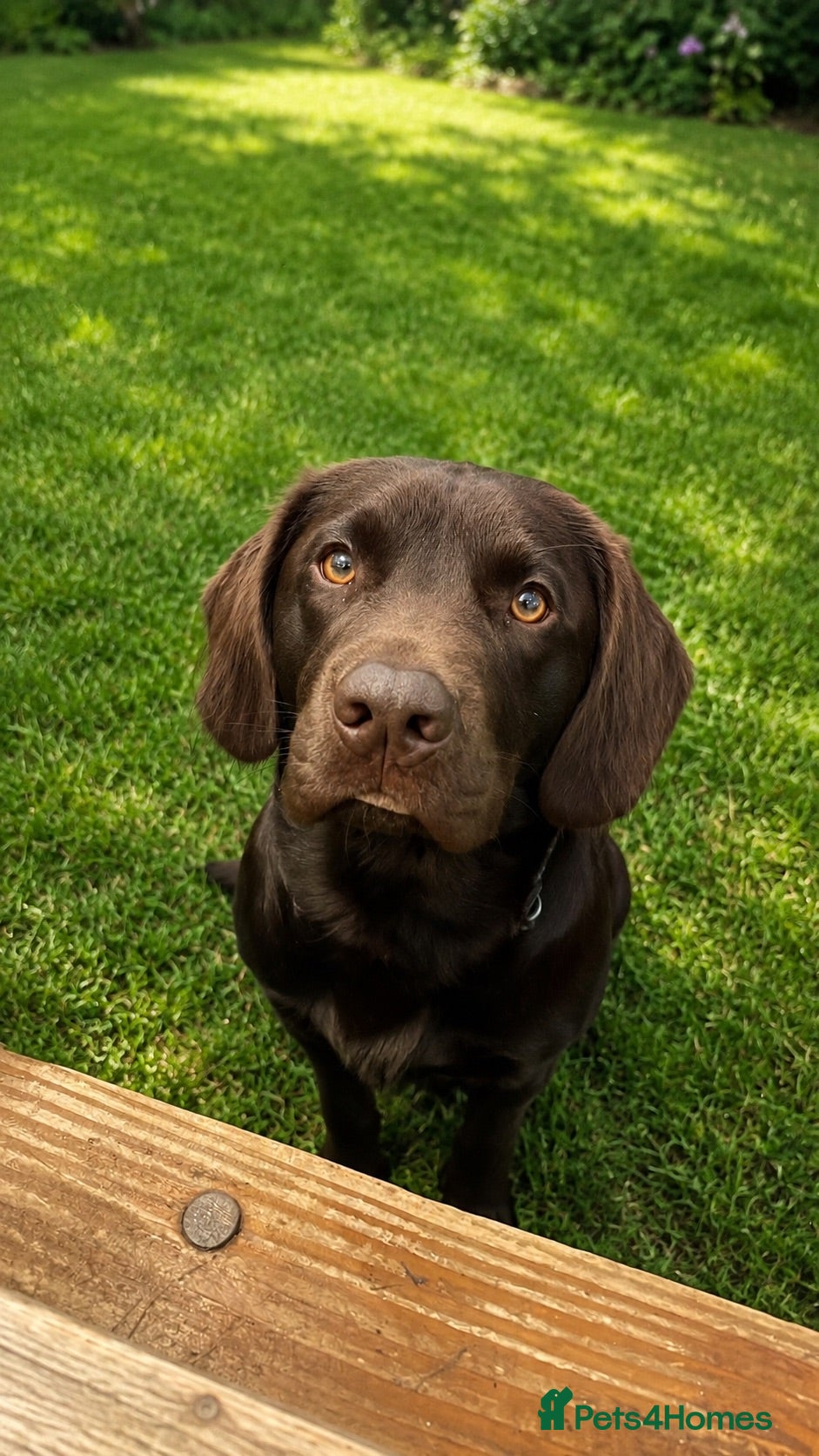 Cockerdor dogs Labrador x Cocker - Advert 5