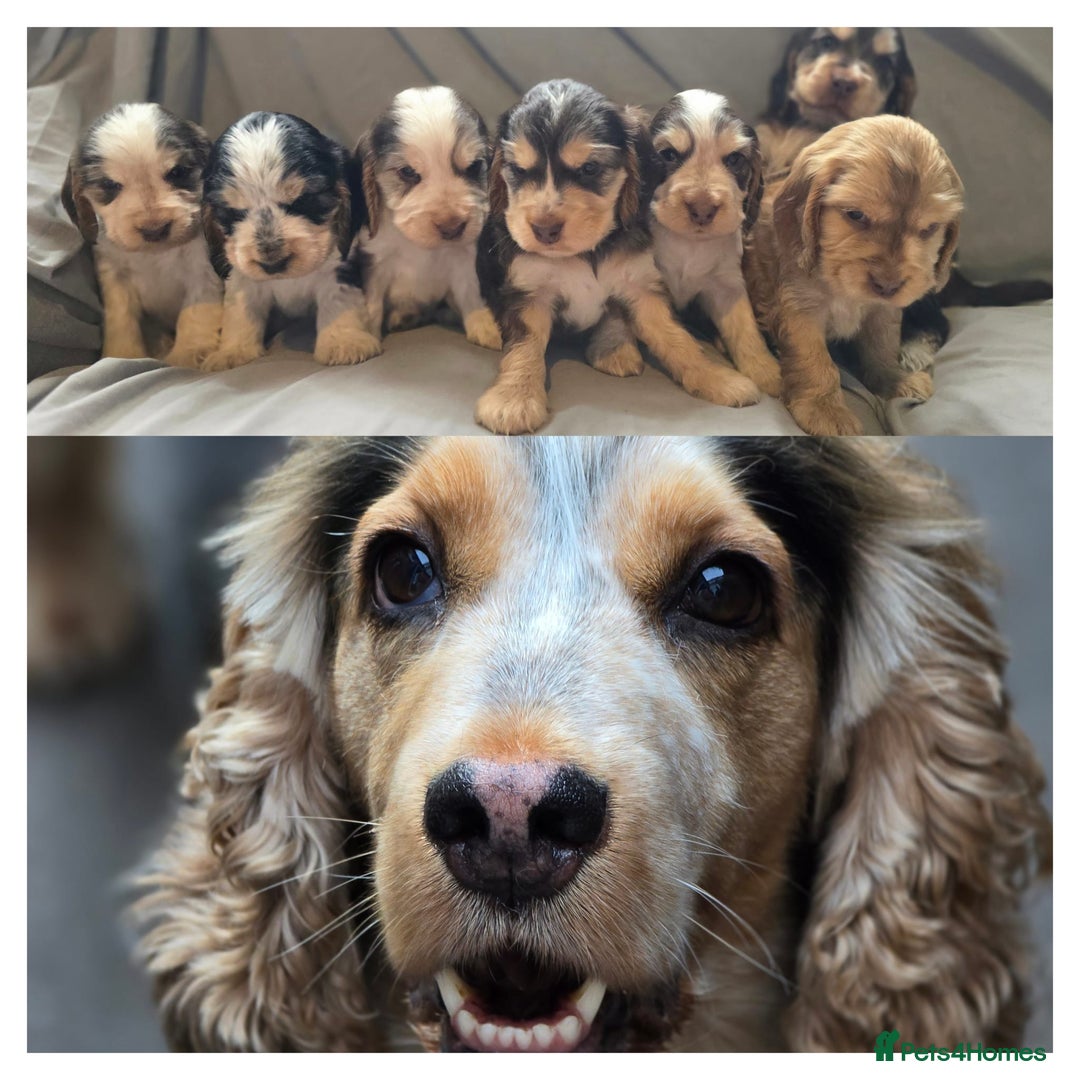 Cocker Spaniel dogs for sale: Rainbow Kennel Club  - Image 2