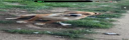 Bullmastiff dogs for sale: 7 month old bullmastiff pup - Advert 3