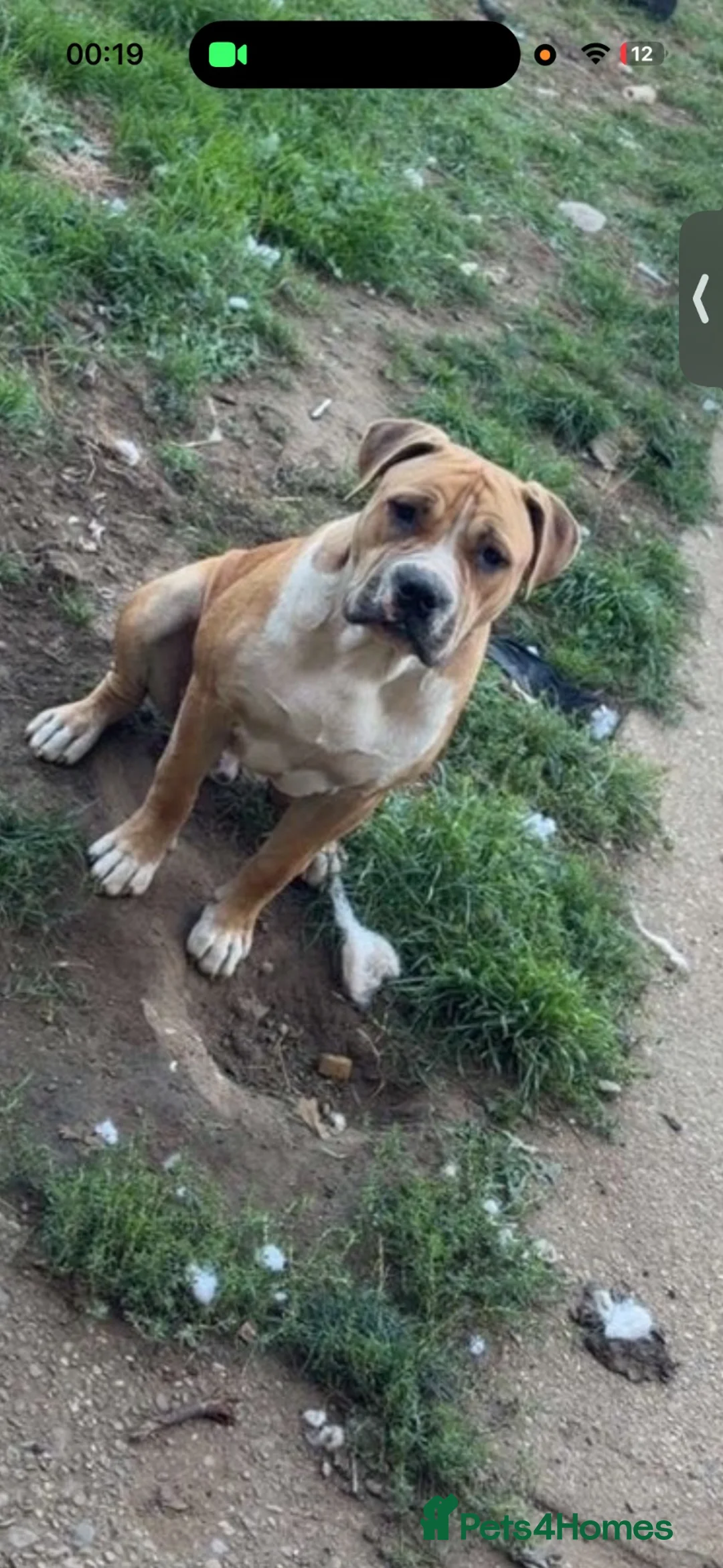 Bullmastiff dogs for sale: 7 month old bullmastiff pup - Advert 3