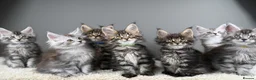 Maine Coon cats for sale: Black Smoke undercoat kittens  - Advert 2