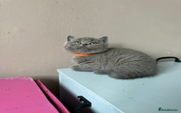 British Shorthair cats for sale: Pedigree BSH Last Female kitten ready to go!! - Image 24