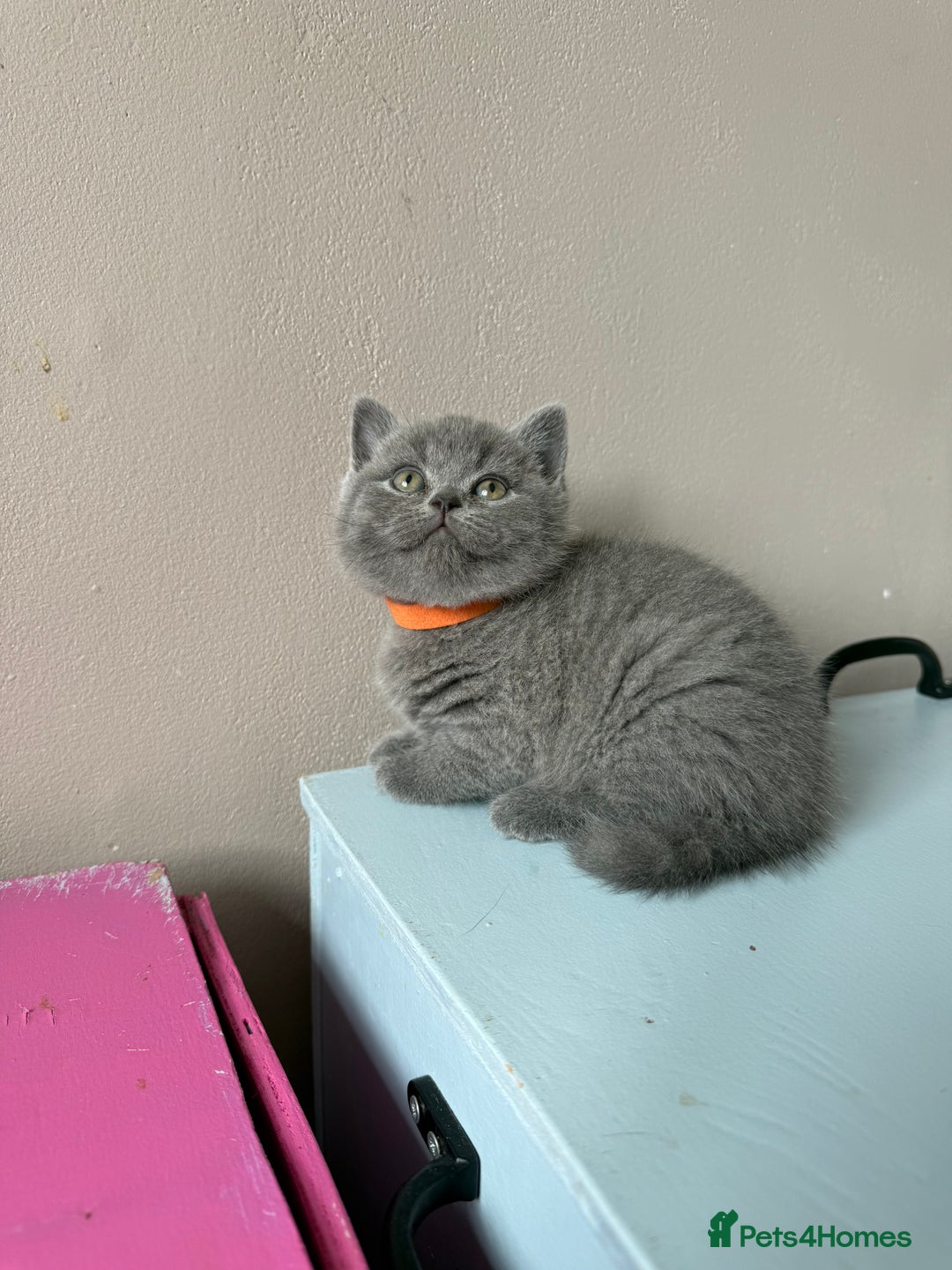 British Shorthair cats for sale: Pedigree BSH Last Female kitten ready to go!! - Image 24