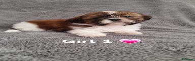 Shih Tzu Puppy 1 🩷