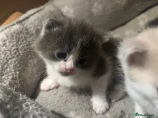 Mixed Breed cats 4 absolutely gorgeous kittens for sale - Advert 3