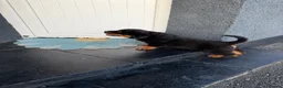 Rottweiler dogs for sale: Chunky Rottweiler puppies - Advert 7