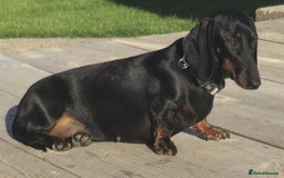 Miniature Dachshund dogs for sale: Miniature dachshund female - Image 7