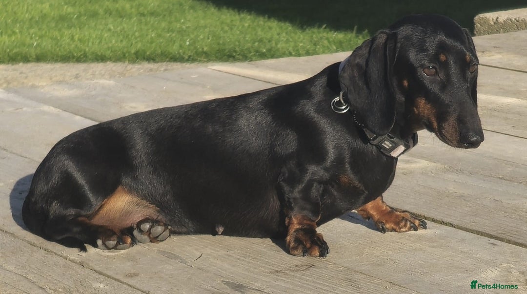 Miniature Dachshund dogs for sale: Miniature dachshund female - Image 7