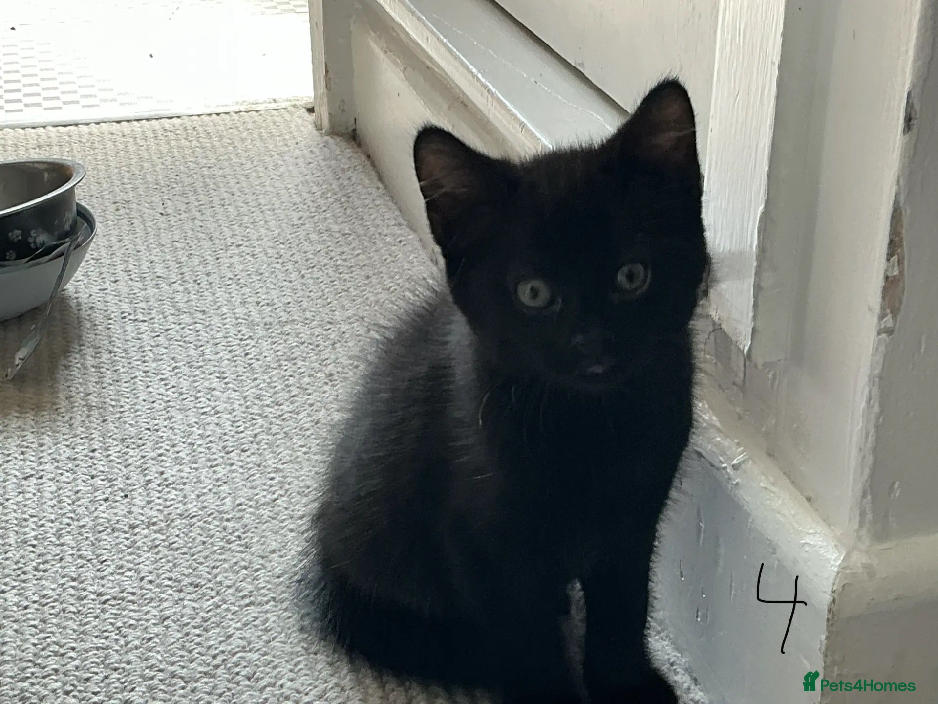 Mixed Breed cats Kitten x4 black and white £50 ono - Advert 1