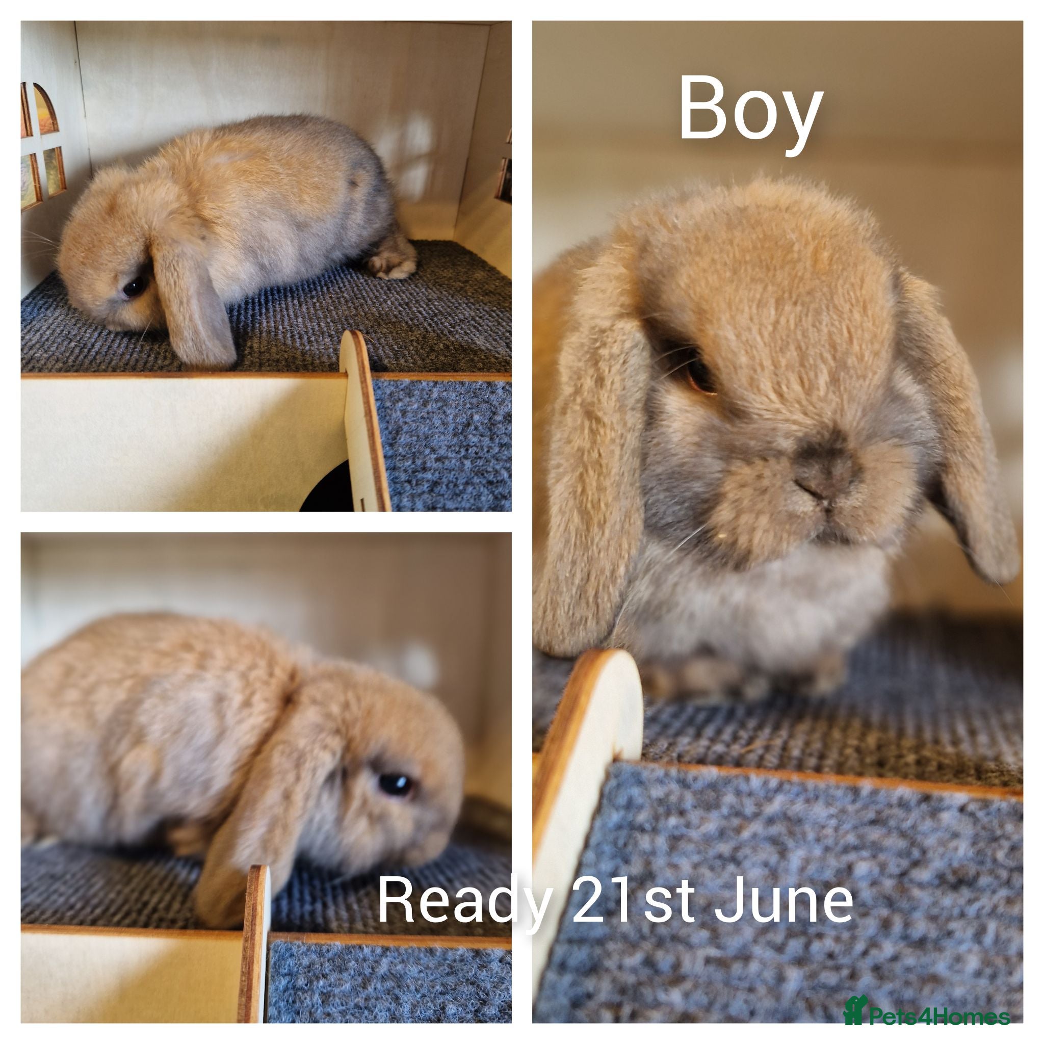 Mini Lop rabbits Mini lop kits ready now  - Advert 12