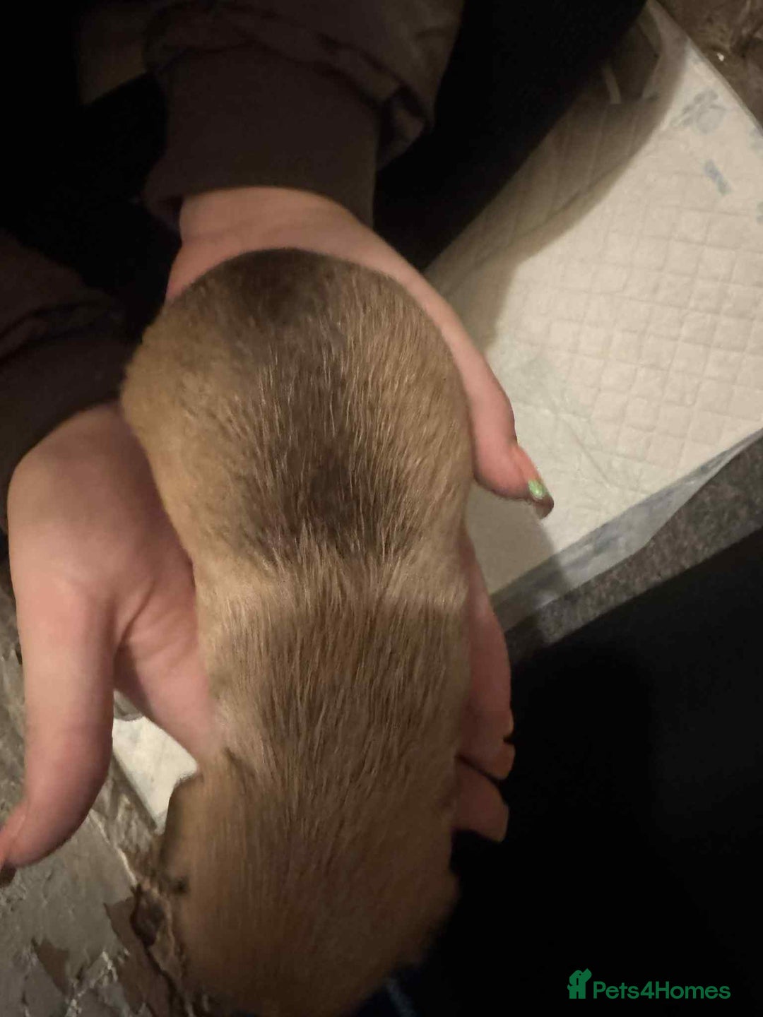 Chihuahua dogs for sale: Chihuahua girl pups  - Image 12