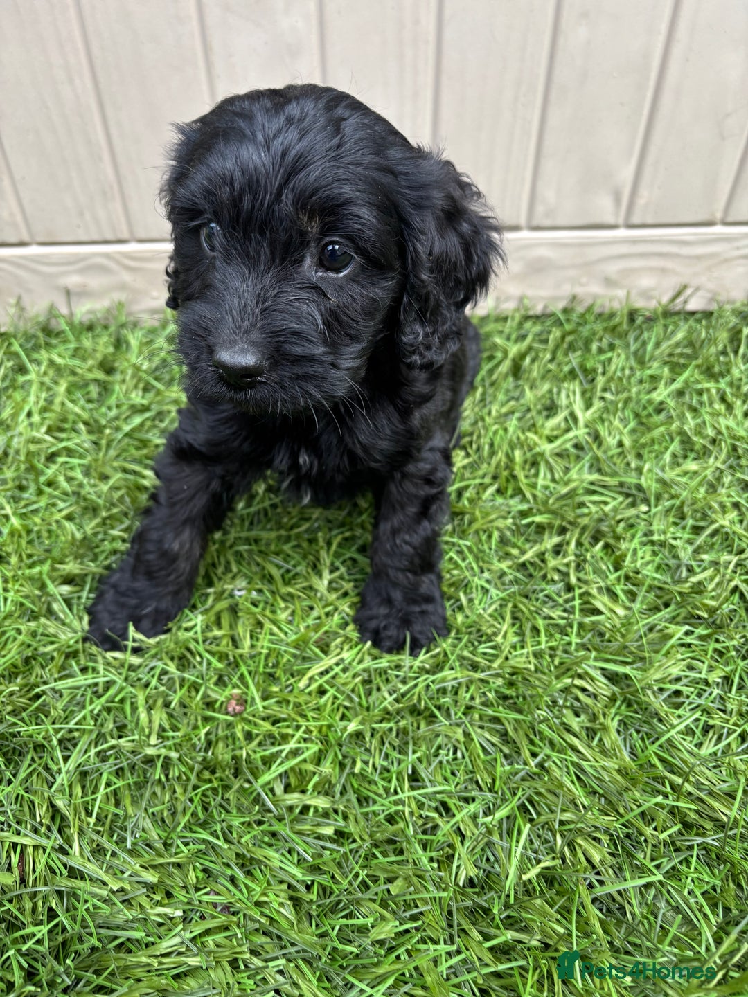 Cockapoo dogs for sale: Gorgeous cockapoo puppies - Image 25