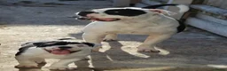 Dorset Olde Tyme Bulldogge dogs for sale: Dorset olde tyme bulldog for sale  in Cowes - Advert 7