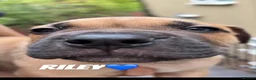 Bandog dogs for sale: Mastiff Bandogge Puppies – Ready 29.9.2026 in Uxbridge - Advert 7