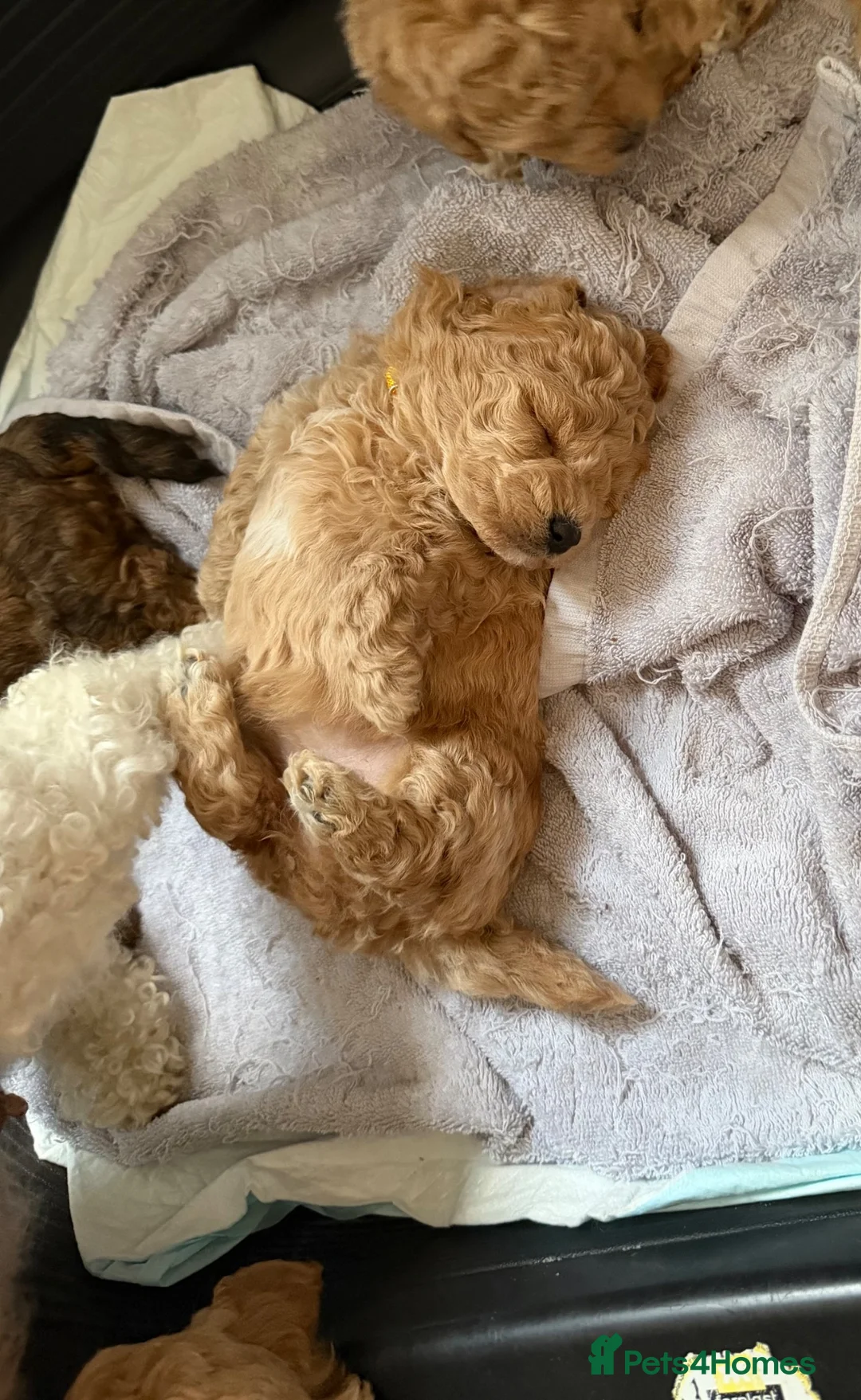 Poochon dogs for sale: Only 3 adorable girls left in Liverpool - Advert 11