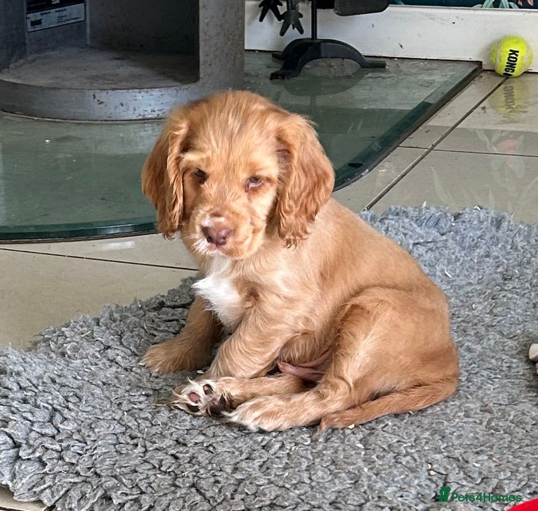 Cocker Spaniel dogs for sale: Ready to fly the nest!!  kc Show Cocker Spaniels  - Advert 4