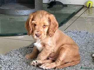 Cocker Spaniel dogs - Advert 2