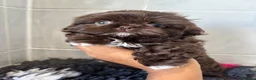 Shih Tzu dogs for sale: 💕Stunning Chocolate Shih Tzu💕 - Advert 20