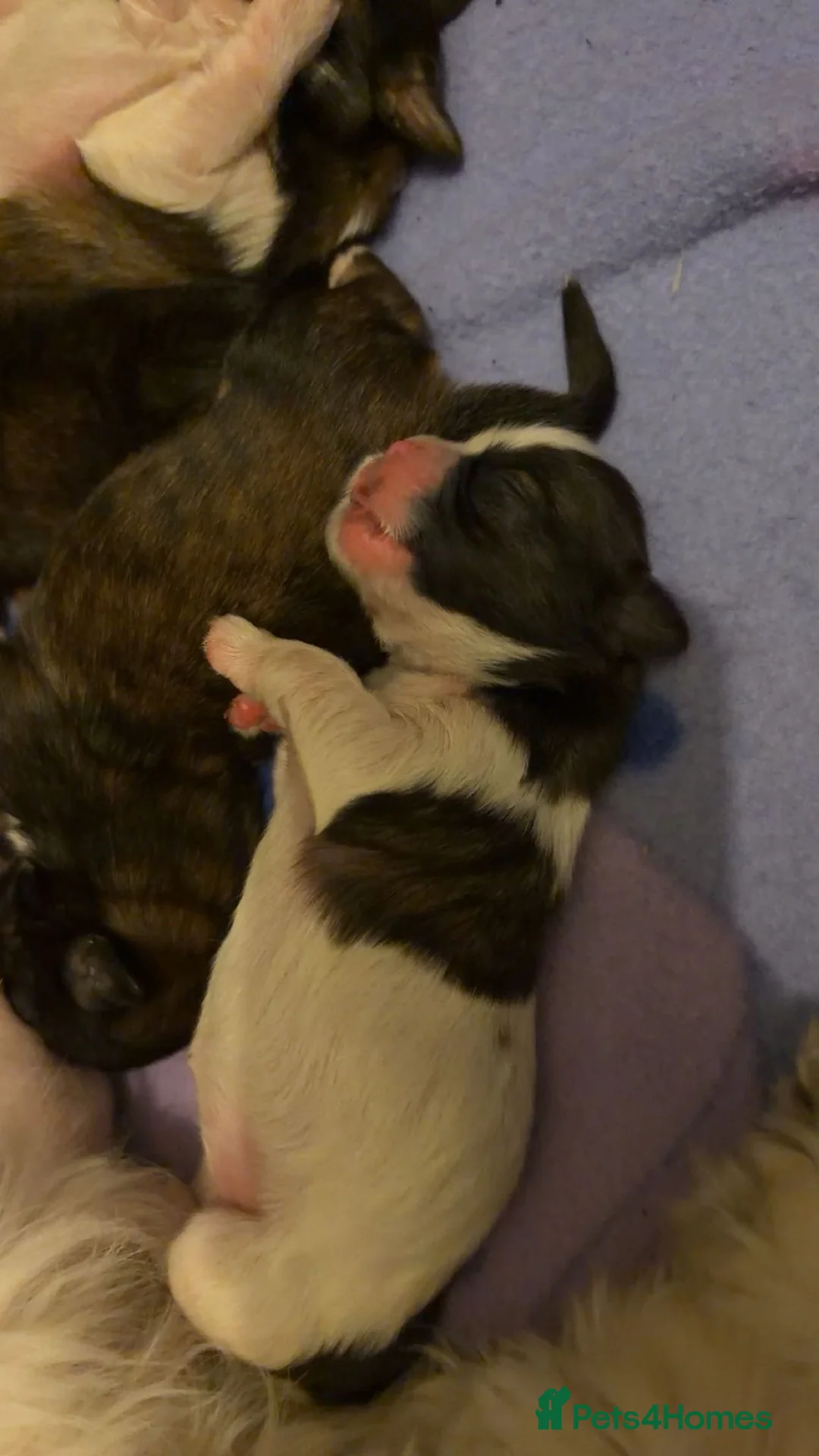 Shih Tzu dogs for sale: Shih Tzu puppies - Advert 6