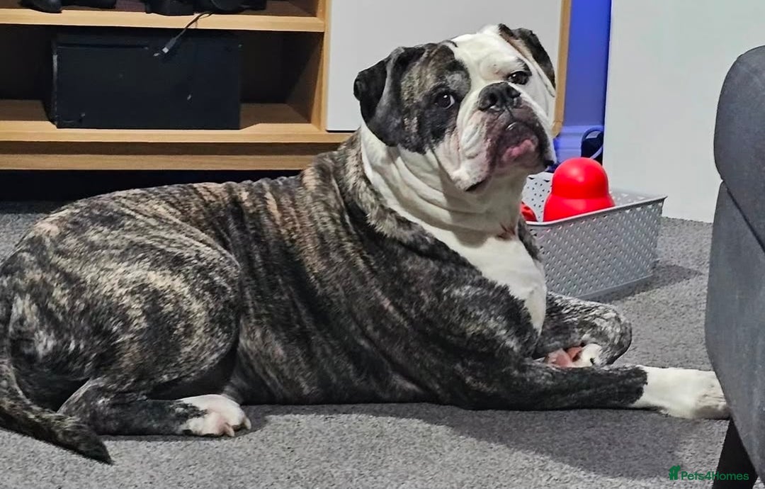 Alapaha Blue Blood Bulldog dogs for sale: Meet Koba – Searching for a Calm, Loving Home - Advert 3