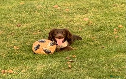 Cocker Spaniel dogs for stud: Stud for free Cocker Spaniel PLEASE READ AD - Image 1