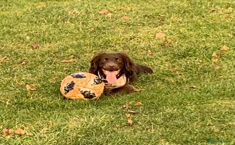 Cocker Spaniel dogs - Advert 1