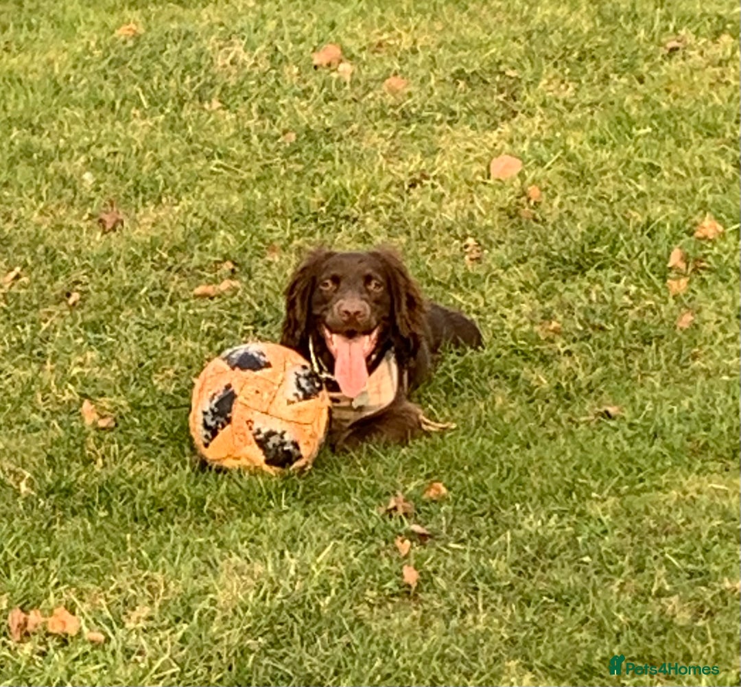 Cocker Spaniel dogs for stud: Stud for free Cocker Spaniel PLEASE READ AD - Image 1