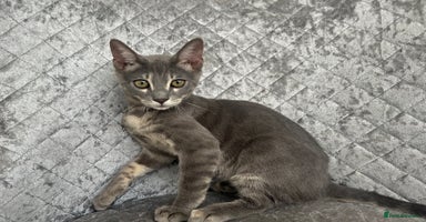 Bengal cats - Advert 6
