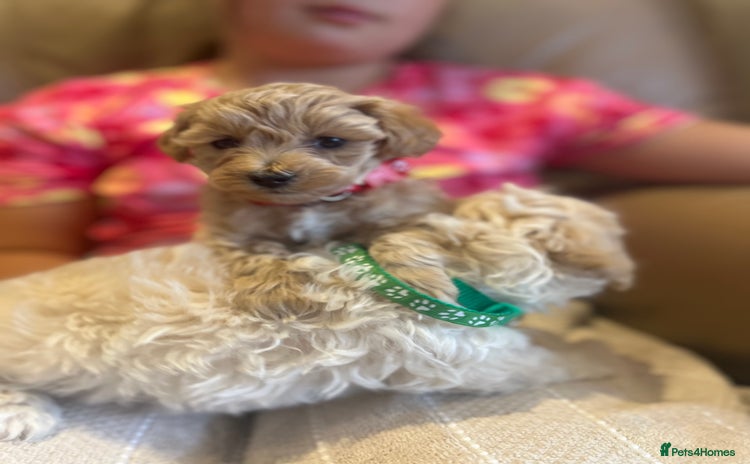 Maltipoo dogs - Advert 2