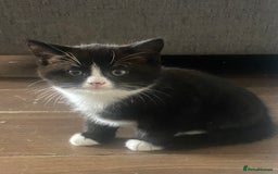 Mixed Breed cats for sale: 2 male kittens ready to leave today! - Image 5