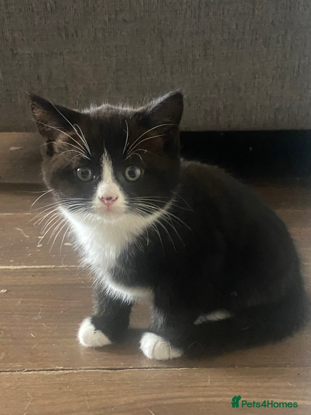 Mixed Breed cats for sale: 2 male kittens ready to leave today! - Image 5