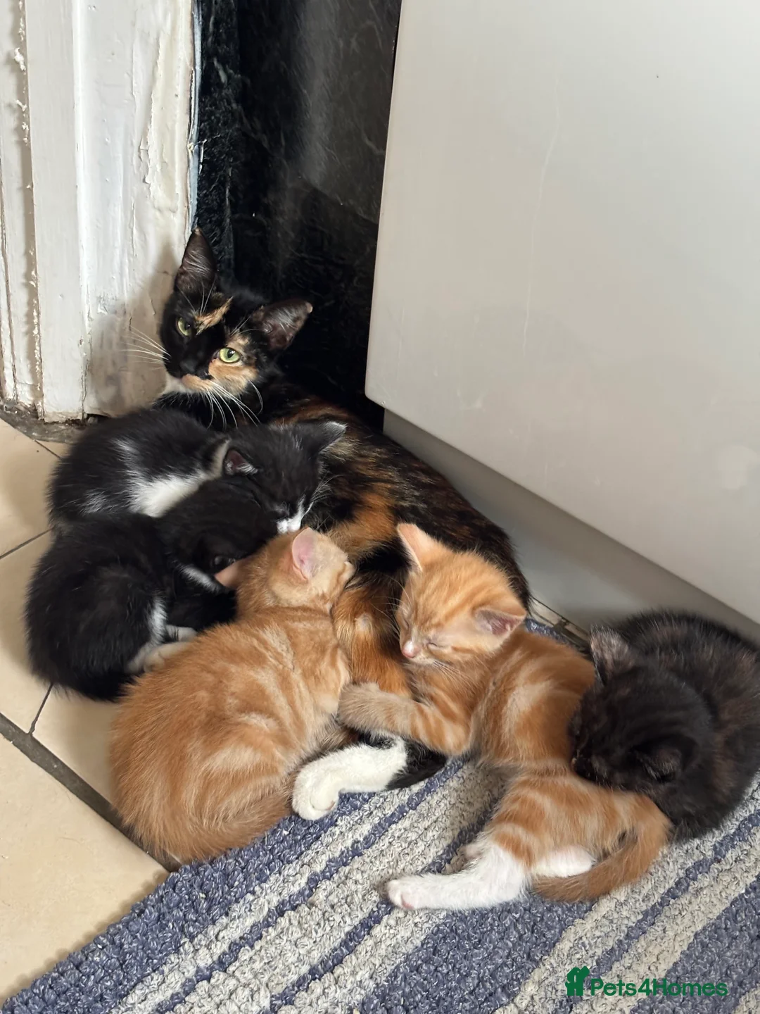 Mixed Breed cats for sale: Kittens for Sale  - Advert 2
