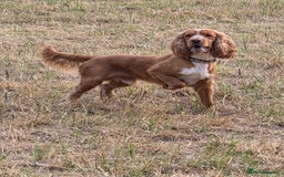 Cocker Spaniel dogs for sale: Male cocker spaniel  - Image 1