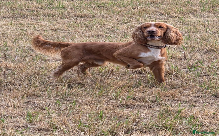 Cocker Spaniel dogs - Advert 13