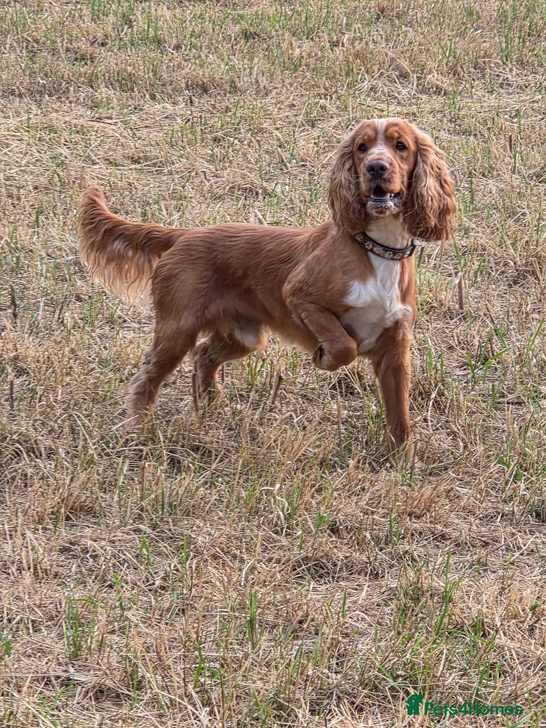 Cocker Spaniel dogs for sale: Male cocker spaniel  - Image 1