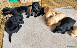 Labrador Retriever dogs for sale: Beautiful KC Registered Lab Pups  - Image 11