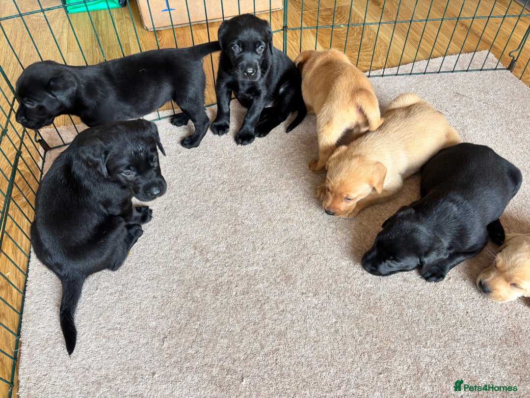 Labrador Retriever dogs for sale: Beautiful KC Registered Lab Pups  - Image 11