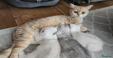 Scottish Fold cats - Advert 1